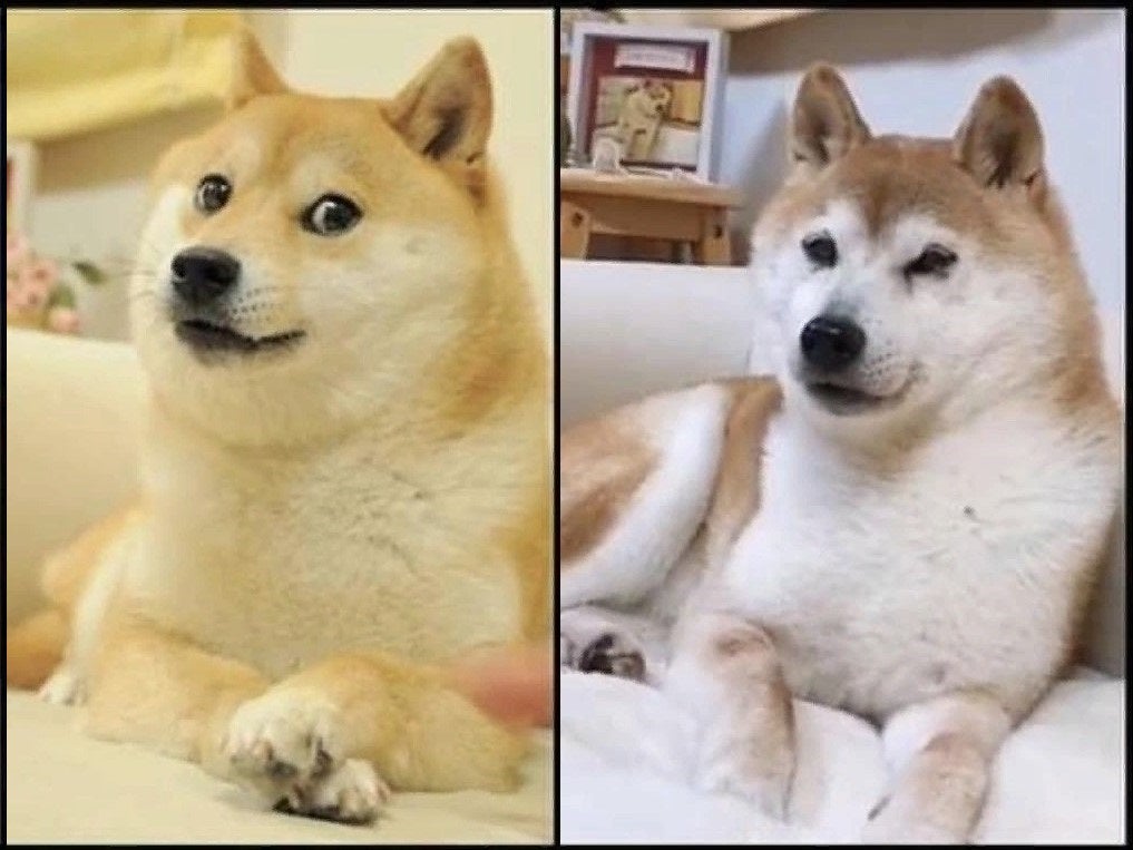 Dogecoin The Japanese rescue dog who became the unlikely face of